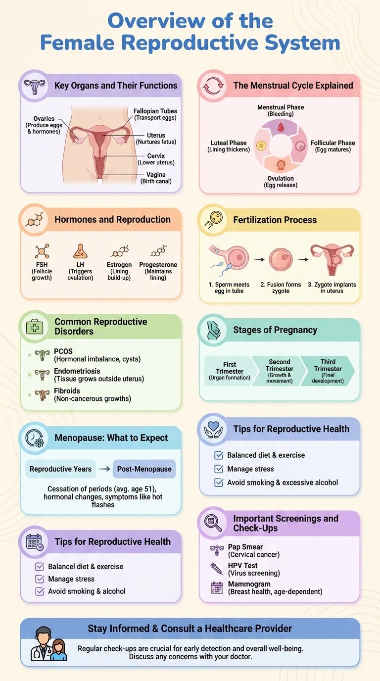 Infographic: Understanding the Female Reproductive System
